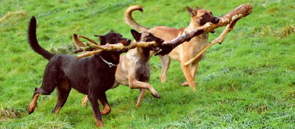 Lâche moi la branch !